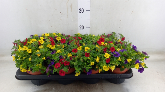 <h4>Calibrachoa  'Cabaret MM Tropican'</h4>