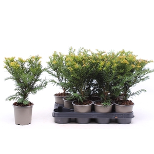 Taxus baccata 'Repandens'
