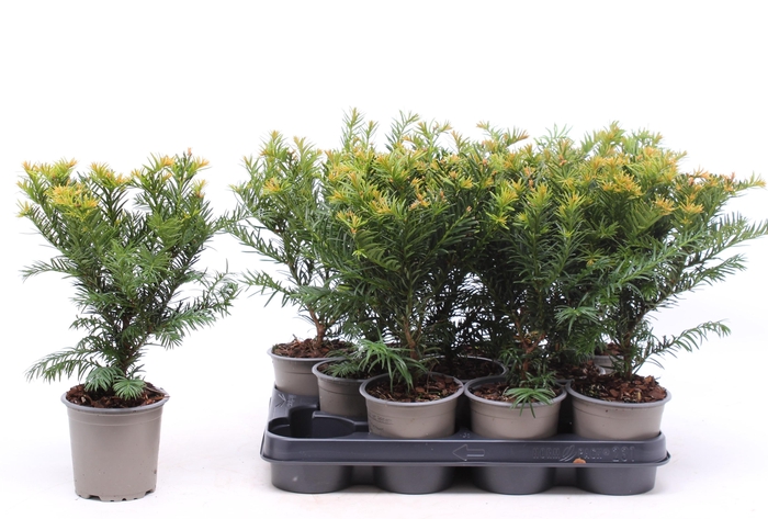 <h4>Taxus baccata 'Repandens'</h4>