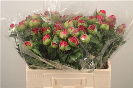 <h4>Paeo L Paula Fay</h4>