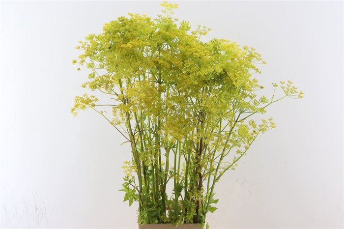 <h4>Angelica Gigas Yellow 100cm</h4>