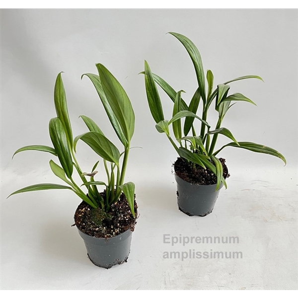 <h4>Epipremnum amplissimum 12cm</h4>