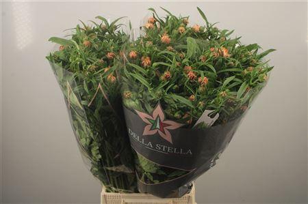 <h4>Ran Moderna Cosmo</h4>