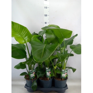Strelitzia nicolai