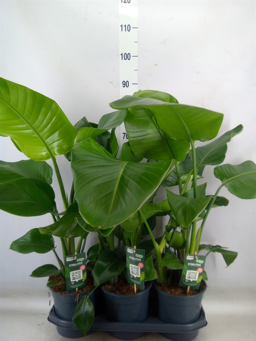 <h4>Strelitzia nicolai</h4>