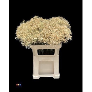 GYPS MILLION KLB APRICOT