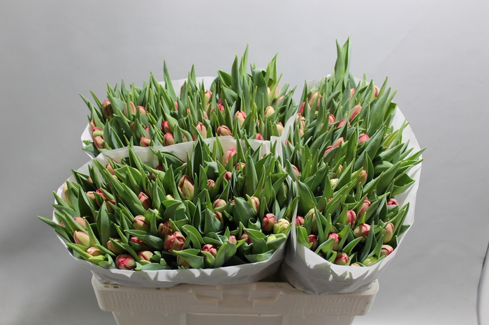 <h4>TU DU STOCKHOLM</h4>