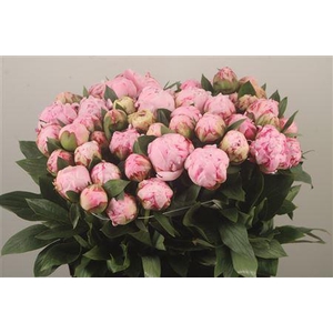 Paeo L Sarah Bernhard Pink Ex