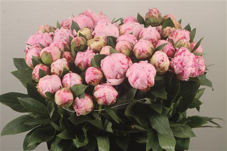 <h4>Paeo L Sarah Bernhard Pink Ex</h4>