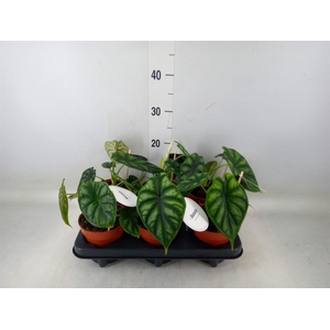 Alocasia  'Dragon Scale'