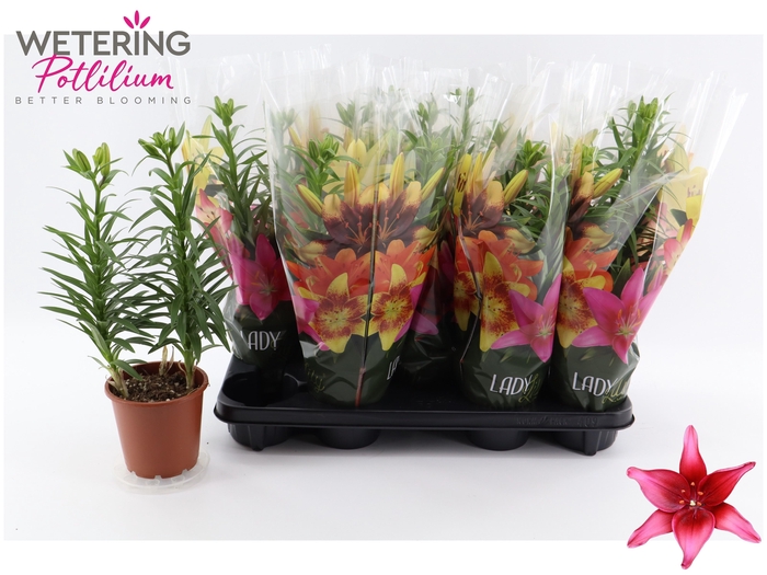 <h4>LIL AS TINY GHOST</h4>