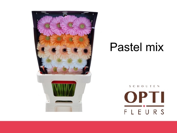 <h4>Germini Mix Pastel Diamond</h4>