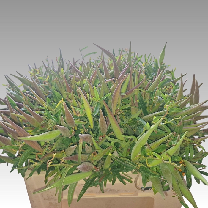 <h4>Ascl Tuberosa</h4>
