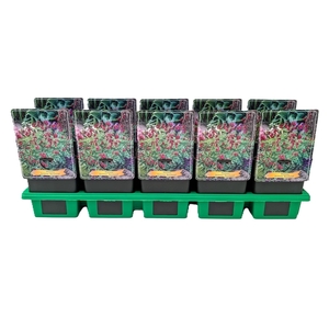 Dicentra formosa 'Bacchanal' P11