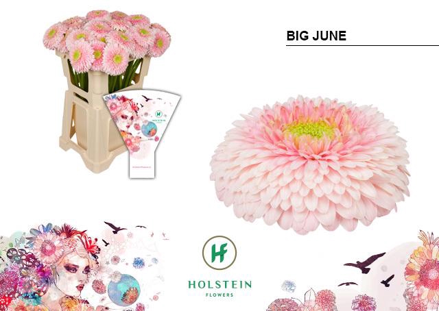 <h4>Gerbera Pomponi Big June</h4>