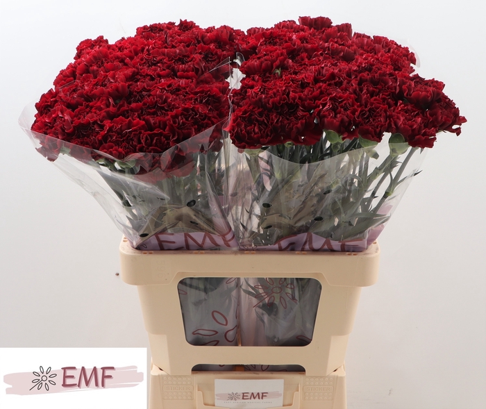 <h4>DI ST GRACE</h4>