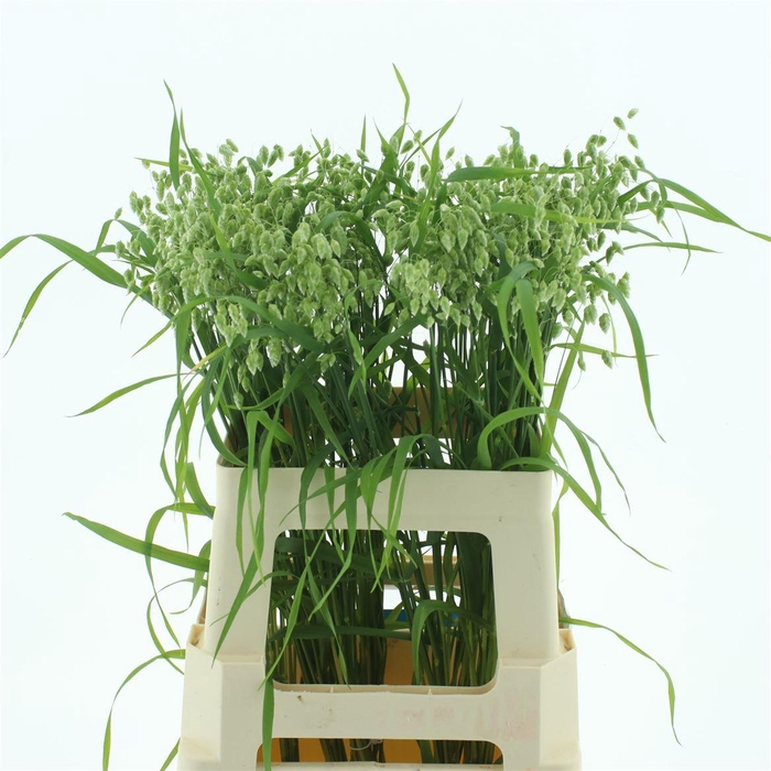 <h4>Briza Maxima</h4>