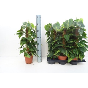 Philodendron Scandens Brasil 15Ø 60cm