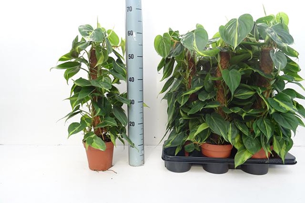 Philodendron Scandens Brasil 15Ø 60cm