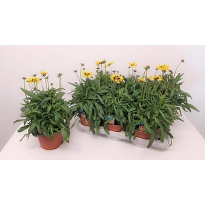 CORE GRANDIFLORA