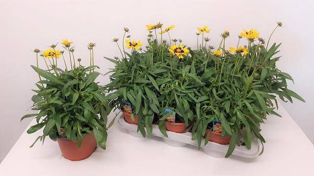 <h4>CORE GRANDIFLORA</h4>