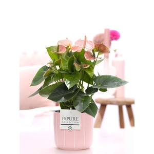 Anthurium pink (Spirit) in P&PURE Fleur ceramics pink