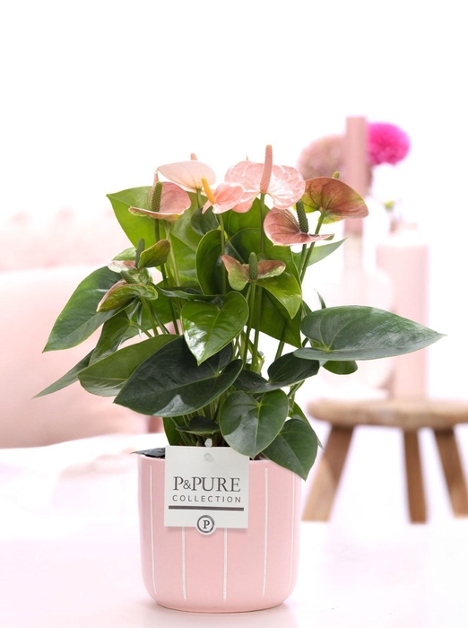 <h4>Anthurium pink (Spirit) in P&PURE Fleur ceramics pink</h4>