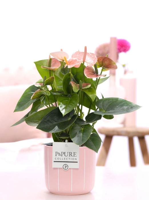 <h4>Anthurium pink (Spirit) in P&PURE Fleur ceramics pink</h4>