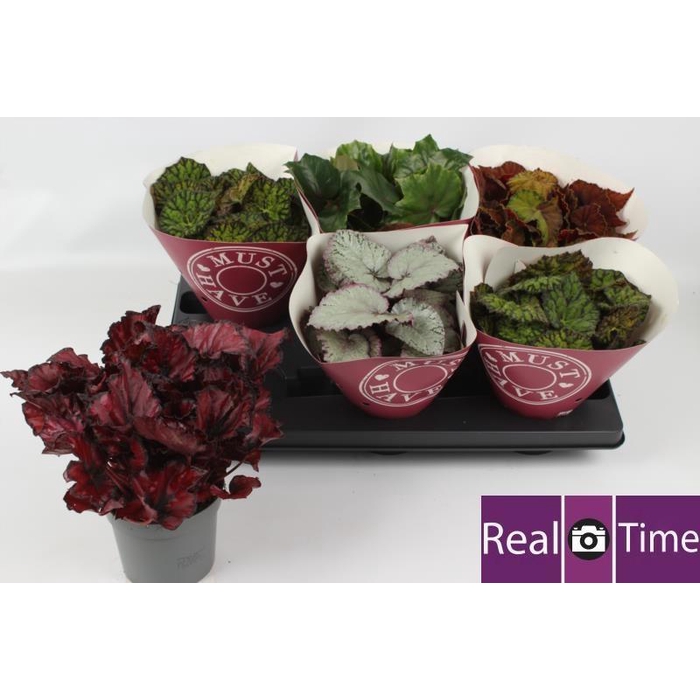 <h4>BEG BEL GEM</h4>