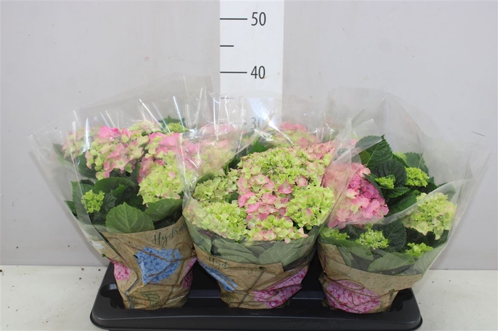 <h4>Hydrangea Early Rosa 6+</h4>