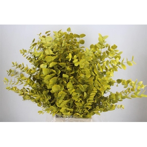 Euca Cinerea Yellow 200gr P Bunch