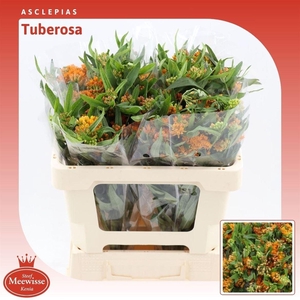 Asclepias Tuberosa