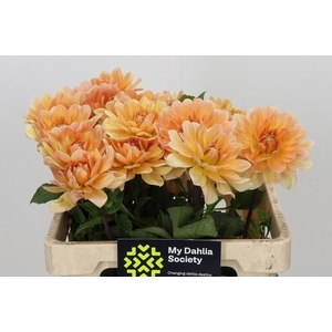 Dahlia Yvonne Geerlings