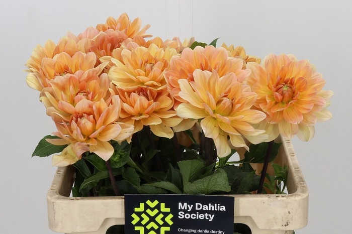 <h4>Dahlia Yvonne Geerlings</h4>