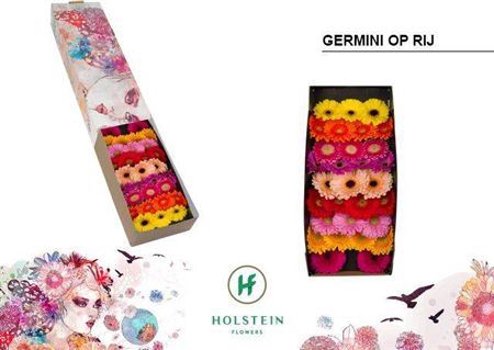 <h4>Ge Mi Op Rij Gem</h4>