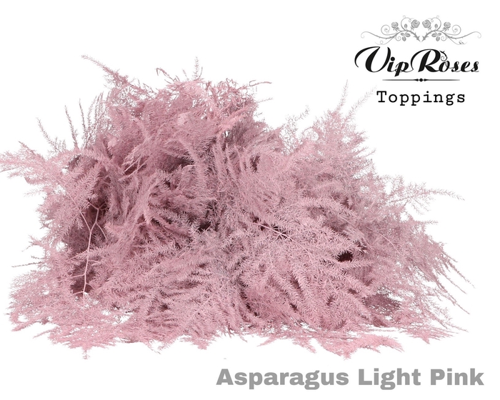 <h4>ASP OV GETOPT LANG LIGHT PINK</h4>