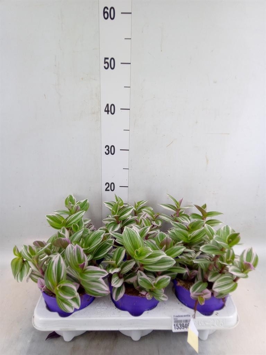 <h4>Tradescantia   ...</h4>