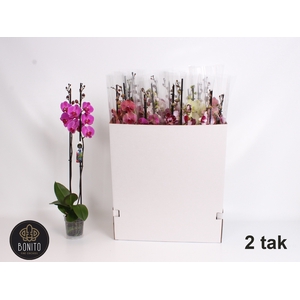 PHAL GEM 8 KL