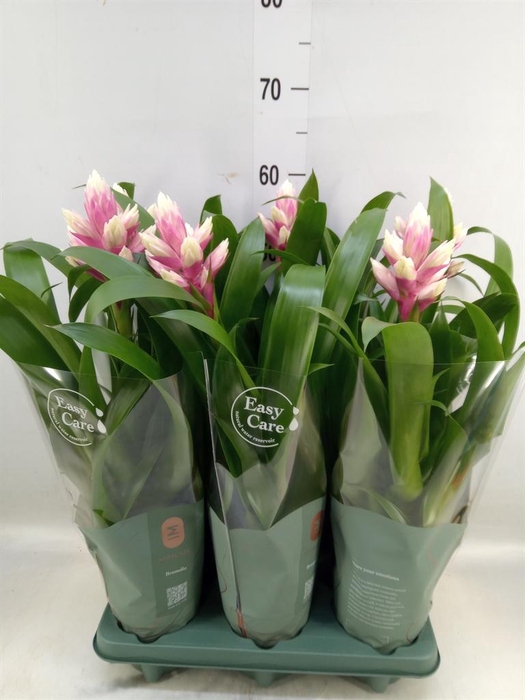 <h4>Guzmania  'Candy'</h4>