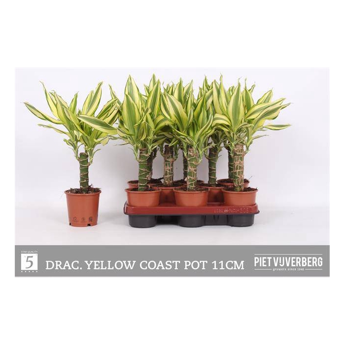 <h4>Dracaena fragrans Yellow Coast 11Ø 35cm 1pp</h4>