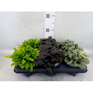 Ajuga  'Feath Friends'   ...mix