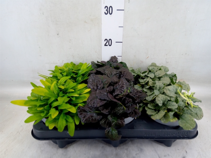 <h4>Ajuga  'Feath Friends'   ...mix</h4>