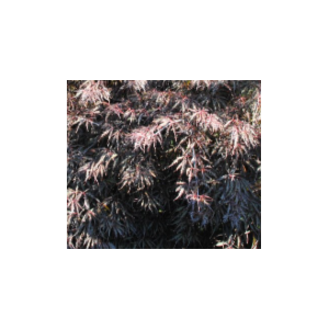 Acer palmatum