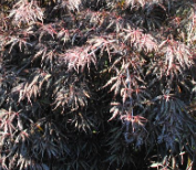<h4>Acer palmatum</h4>