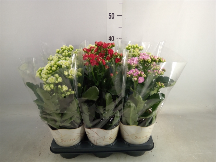 <h4>Kalanchoe   ...</h4>