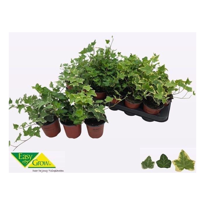 <h4>HED HE GEM 3 SRT</h4>