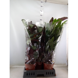 Calathea   ...mix