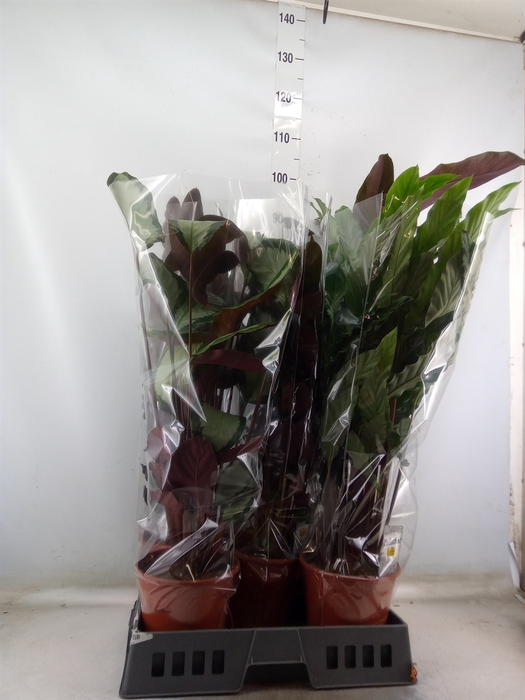 <h4>Calathea   ...mix</h4>