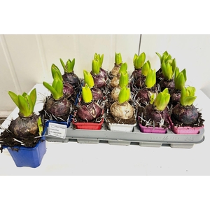 HYACIN PEAR GEM 5 KL