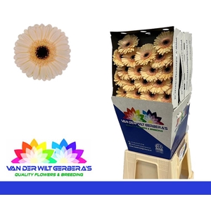 Germini Mindset Diamond